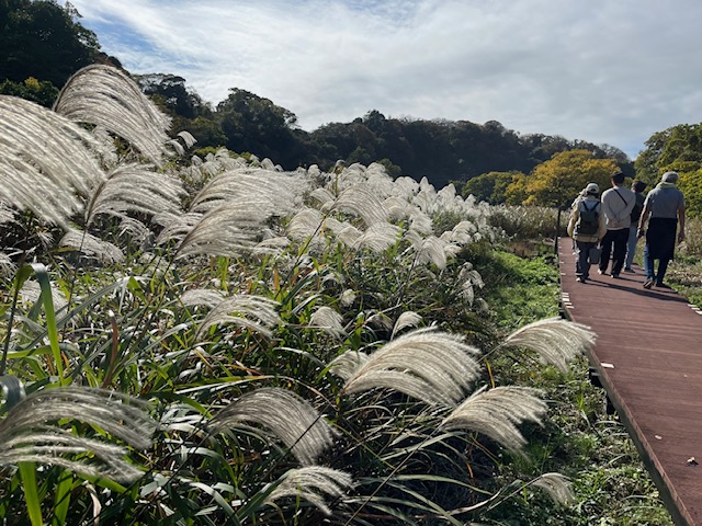 11月小網代ウォーク