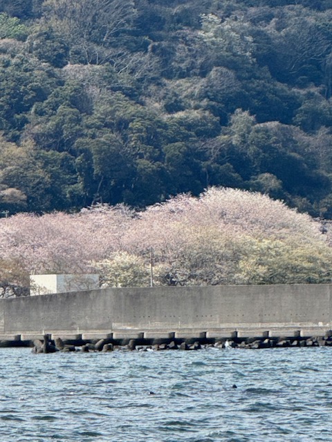（特別行事）桜観賞クルージング大会2025