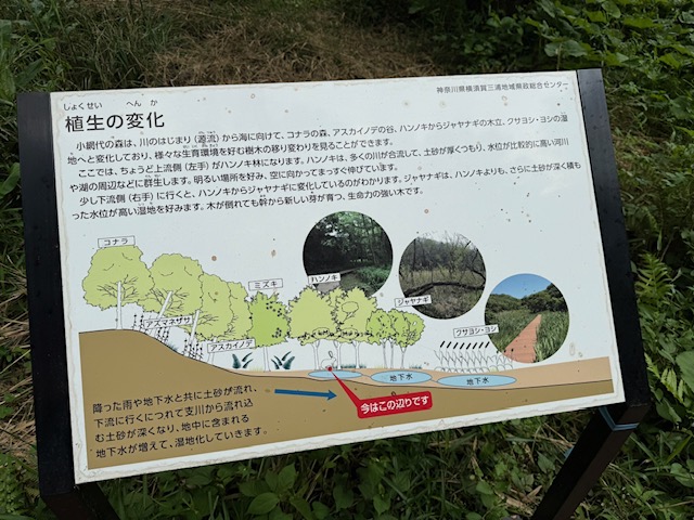 2025年5月小網代ウォーク