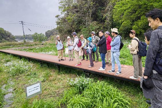 2025年4月小網代ウォーク