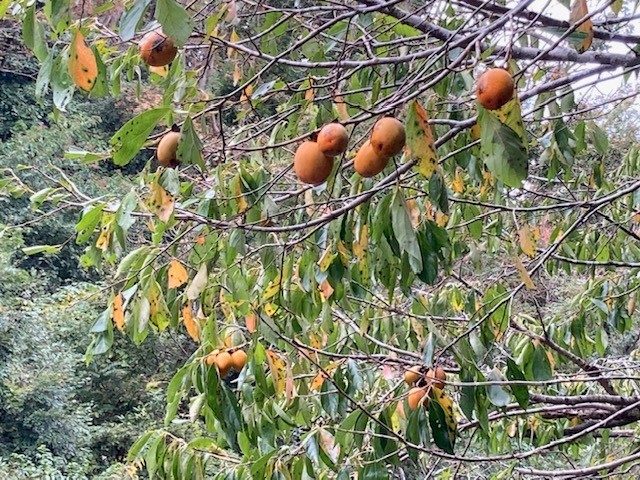 2025年10月小網代ウォーク