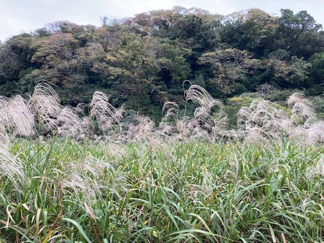 2025年10月小網代ウォーク