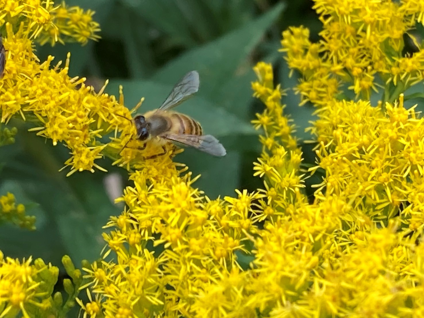 2025年10月小網代ウォーク