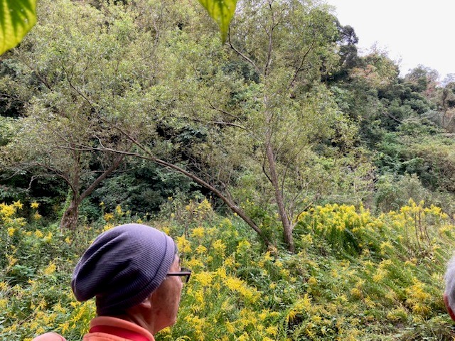 2025年10月小網代ウォーク