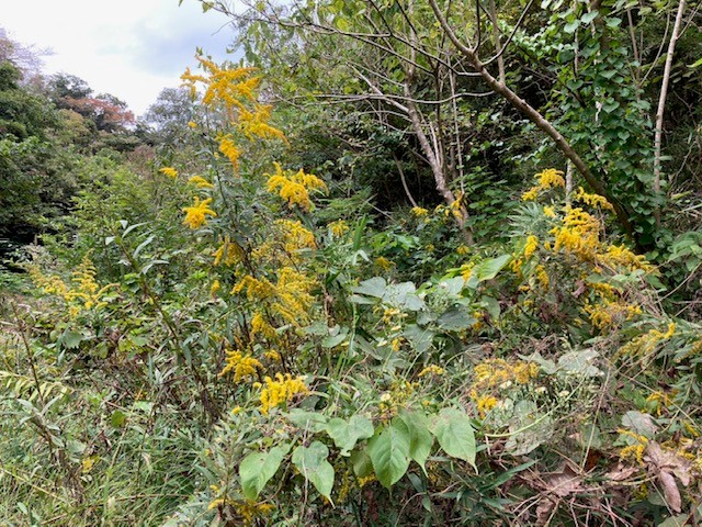 2025年10月小網代ウォーク