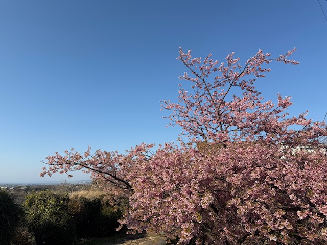 2026年2月小網代ウォーク